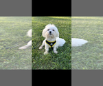 Small Photo #1 Maltese Puppy For Sale in NILES, MI, USA