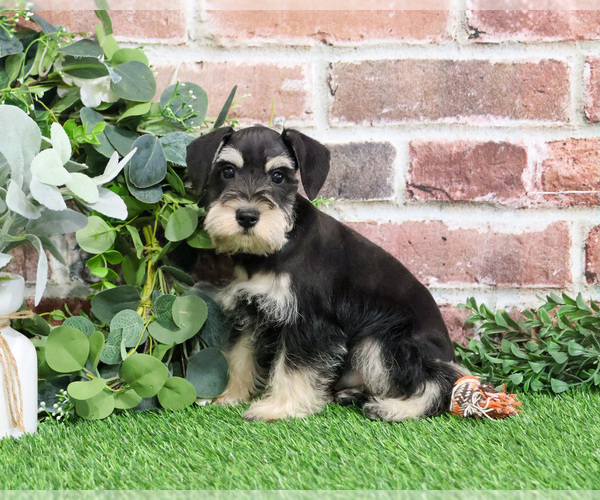 Medium Photo #16 Schnauzer (Miniature) Puppy For Sale in SYRACUSE, IN, USA