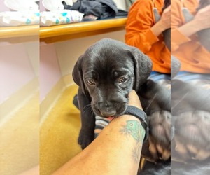 Ruth - Female Mutt Dog for Adoption - Photo #2