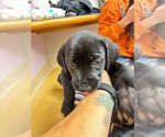 Small Photo #2 Mutt Puppy For Sale in Shillington, PA, USA