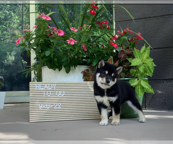Medium Photo #1 Shiba Inu Puppy For Sale in MANHEIM, PA, USA