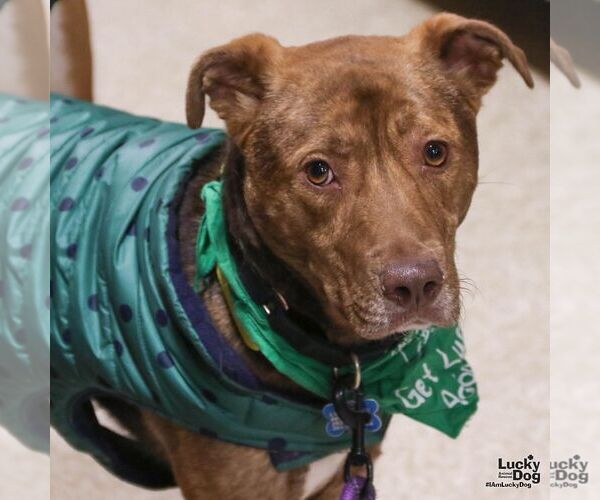 Medium Photo #9 Labrador Retriever-Unknown Mix Puppy For Sale in Washington, DC, USA