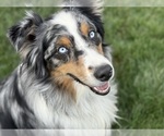 Small Photo #1 Australian Shepherd Puppy For Sale in WELLINGTON, MO, USA