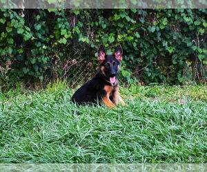 German Shepherd Dog Puppy for Sale in NEW PORT RICHEY, Florida USA