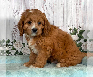 Cavapoo Puppy for sale in PENNS CREEK, PA, USA