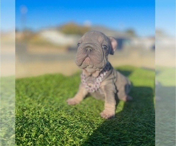 Medium Photo #4 French Bulldog Puppy For Sale in WEST HOLLYWOOD, CA, USA