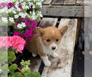 Pembroke Welsh Corgi Puppy for sale in ROCKVILLE, IN, USA