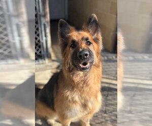 German Shepherd Dog Dogs for adoption in Matawan, NJ, USA