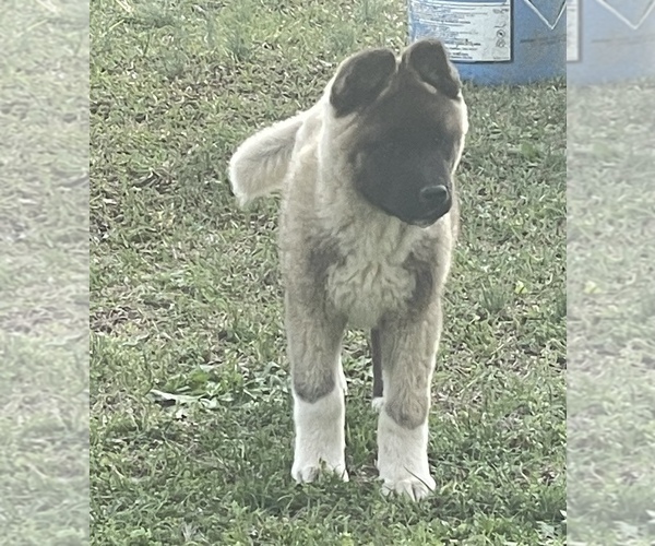 Medium Photo #1 Akita Puppy For Sale in TENNILLE, GA, USA