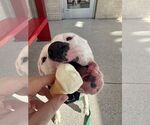Small #9 Bullypit