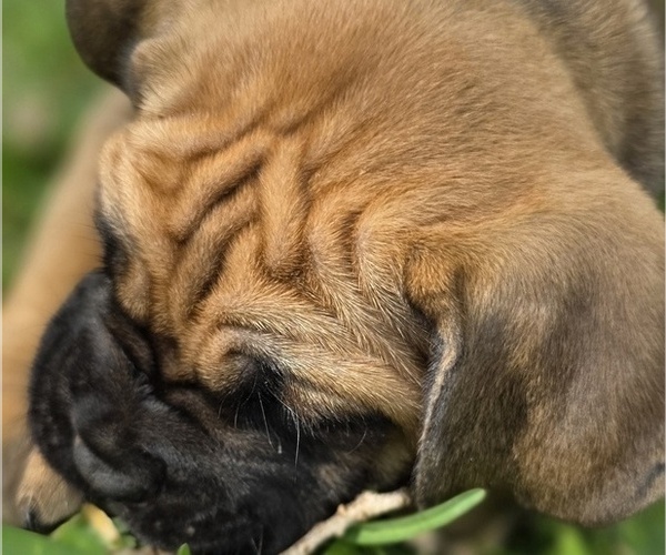 Medium Photo #3 Cane Corso Puppy For Sale in BANGS, TX, USA