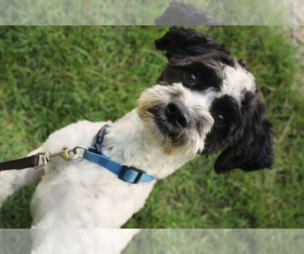 Medium Photo #4 Shih-Poo Puppy For Sale in St. Cloud, MN, USA