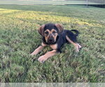 Small #5 Mutt