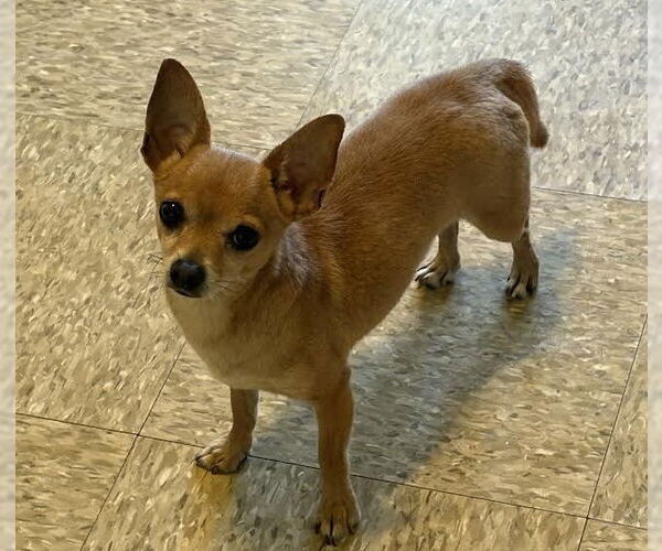 Medium Photo #4 Chihuahua-Unknown Mix Puppy For Sale in Sistersville, WV, USA