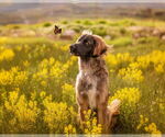 Small #6 Golden Retriever-Saint Bernard Mix