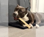 Small #19 American Staffordshire Terrier Mix