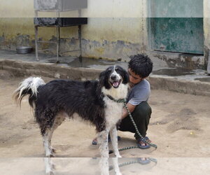 Mowgli - Male Mutt Dog for Adoption - Photo #4