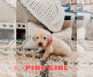 Golden Retriever Puppy for Sale in LUBBOCK, Texas USA