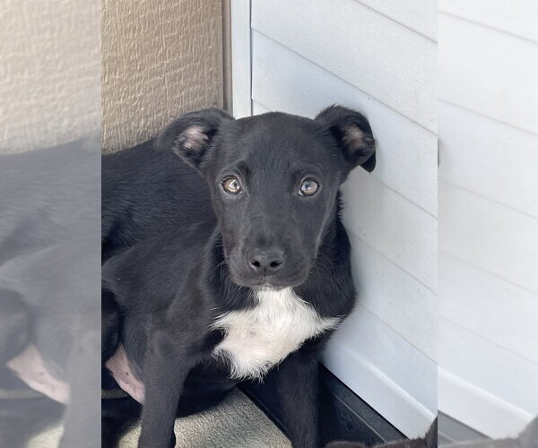 Medium Photo #2 Mutt Puppy For Sale in Bolivar, MO, USA