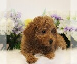 Small #5 Poodle (Toy)