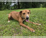 Small #3 Labrador Retriever Mix