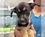 Small #1 Mutt