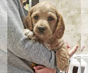 Labradoodle-Poodle (Miniature) Mix Puppy for sale in LEBANON, PA, USA