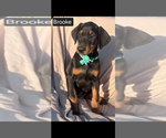 Small #3 Doberman Pinscher