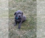 Small Photo #4 Cane Corso Puppy For Sale in LANCASTER, PA, USA