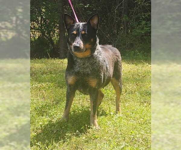 Medium Photo #2 Mutt Puppy For Sale in Wetumpka, AL, USA