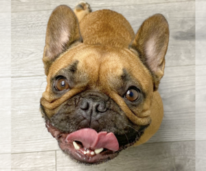 French Bulldog Dogs for adoption in San Ramon, CA, USA