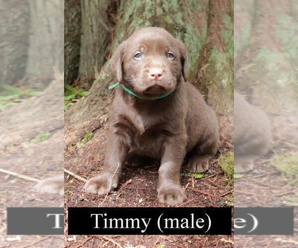 Medium Photo #5 Labrador Retriever Puppy For Sale in PRESCOTT, OR, USA