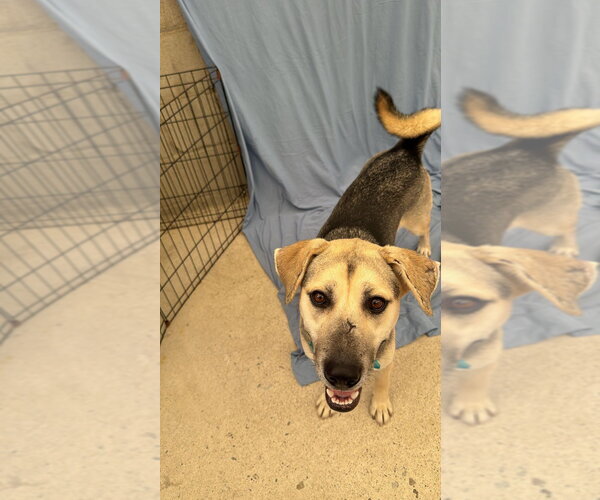 Medium Photo #4 German Shepherd Dog-Unknown Mix Puppy For Sale in Lake Forest, CA, USA