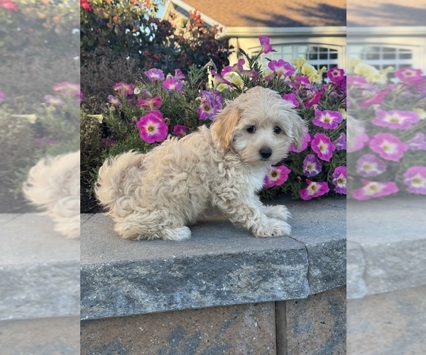 Medium Photo #3 Coton de Tulear-Poodle (Toy) Mix Puppy For Sale in CANOGA, NY, USA