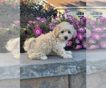 Small #2 Coton de Tulear-Poodle (Toy) Mix