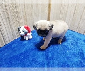 Pug Puppy for sale in BELLE CENTER, OH, USA