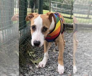 Labrador Retriever-Unknown Mix Dogs for adoption in Brewster, MA, USA