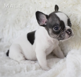 French Bulldog Puppy for sale in VACAVILLE, CA, USA