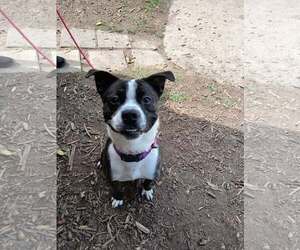 Pug-Unknown Mix Dogs for adoption in Martinsburg, WV, USA