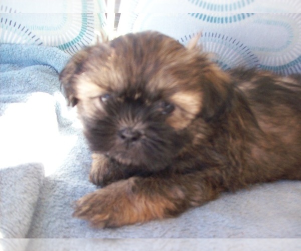 Medium Photo #4 Shih Tzu Puppy For Sale in S ZANESVILLE, OH, USA