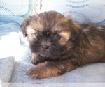 Small #3 Shih Tzu