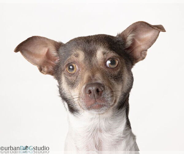 Medium Photo #6 Chihuahua-Unknown Mix Puppy For Sale in Tampa, FL, USA