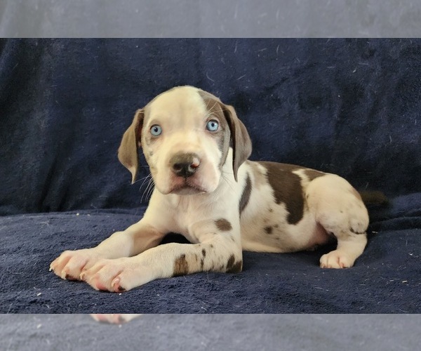 Medium Photo #12 Catahoula Leopard Dog Puppy For Sale in CUMBY, TX, USA