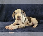 Small #11 Catahoula Leopard Dog