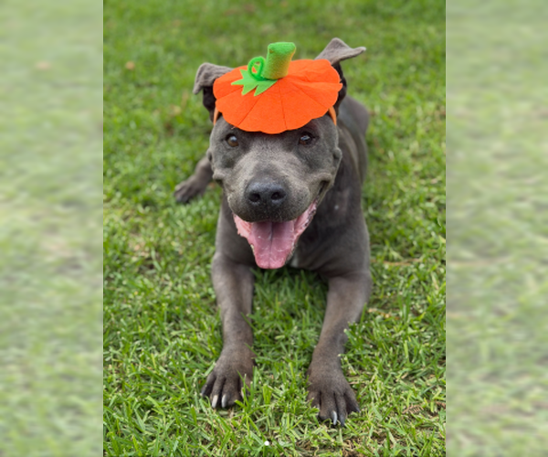 Medium Photo #4 Mutt Puppy For Sale in Ventura, CA, USA