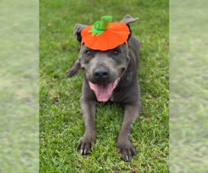 Rudy - Male Mutt Dog for Adoption - Photo #4