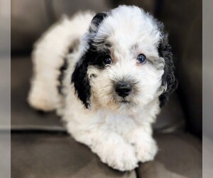 Poochon Puppy for sale in BLUE SPRINGS, MO, USA