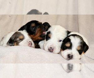 Aussiedoodle Miniature Puppy for sale in DENVER, CO, USA
