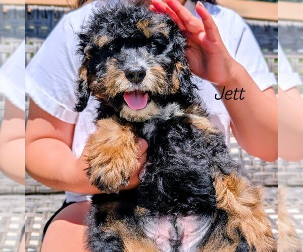 Medium Photo #17 Bernedoodle (Miniature) Puppy For Sale in SACRAMENTO, CA, USA