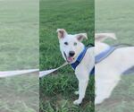 Small #1 German Shepherd Dog Mix